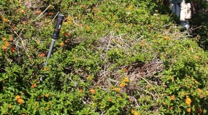 This non-native Lantana plant harbors a thick underbrush of dead vegetation, which can burn quickly in a wildfire.
