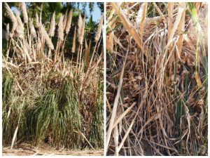 Pampas grass is a highly invasive garden plant that has found its way into public space. Note the closeup on the right of the thin, dry, paper-like leaf litter, which are known to be highly flammable.