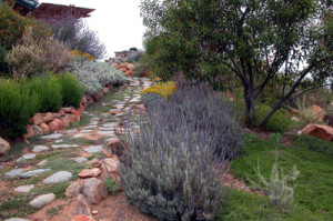 fireproof your property Native plants on slopes can block a wildfire and prevent erosion, while using very little water. (Photo courtesy of Greg Rubin)