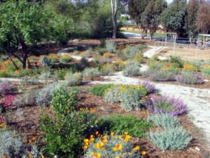 Fireproof your property Native gardens use little water are easy to maintain. (Photo courtesy of Greg Rubin)