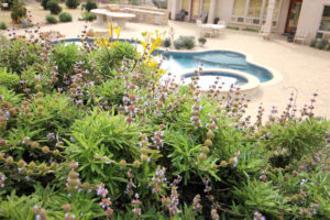 Native Garden Tour 2019