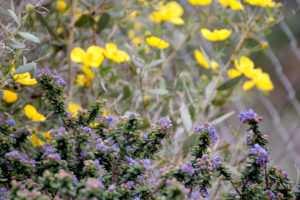 Native Garden Tour 2019