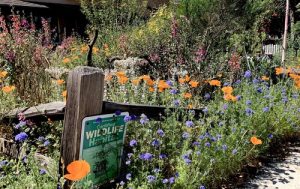 Native Plants Judie Lincer