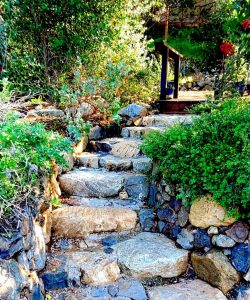 Native Plants Christine Hoey
